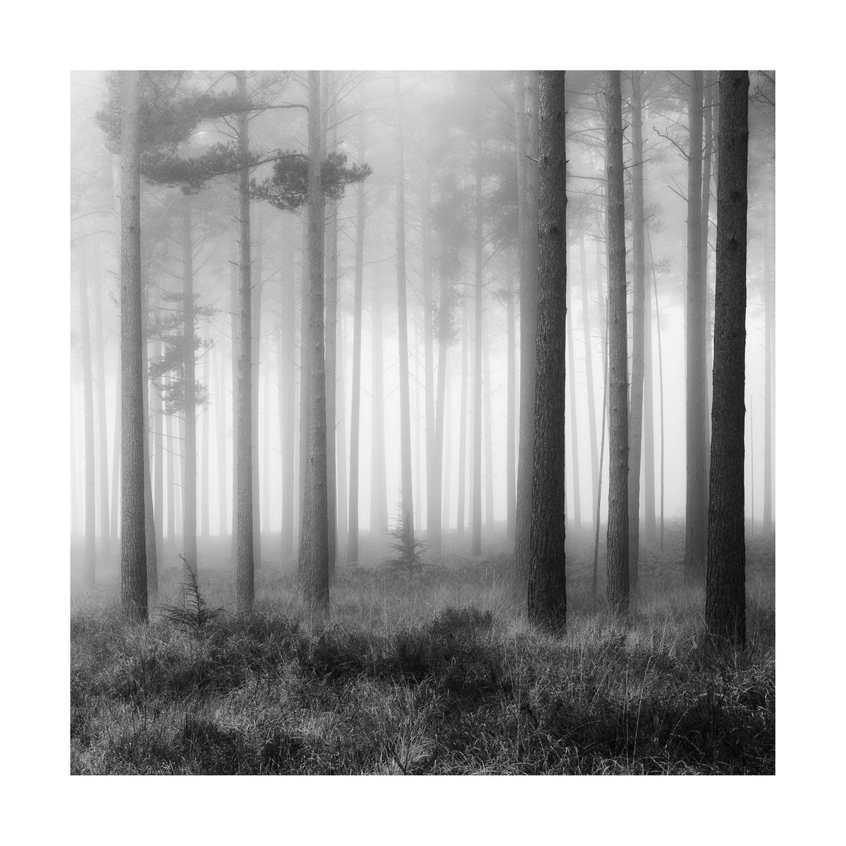 New Forest 2011-VIII by David Baker