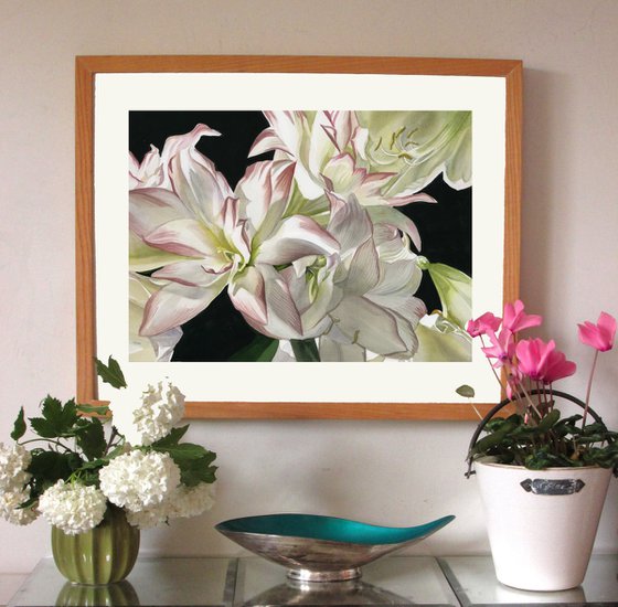 white amaryllis watercolor floral