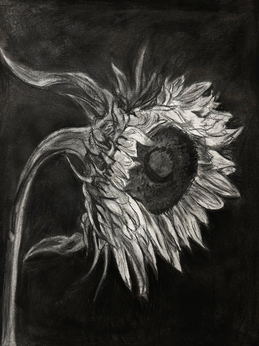 Expressive Botanical Charcoal Drawing By Gandee Vasan, 22 X 30, Sunflower In Charcoal, Original Artwork