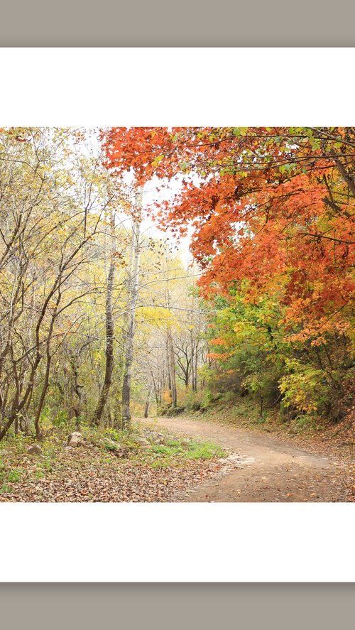 autumn path #1 by Yuan Hua Jia