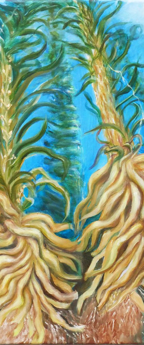Giant Bladder Kelp Holdfasts by Jacqueline Talbot