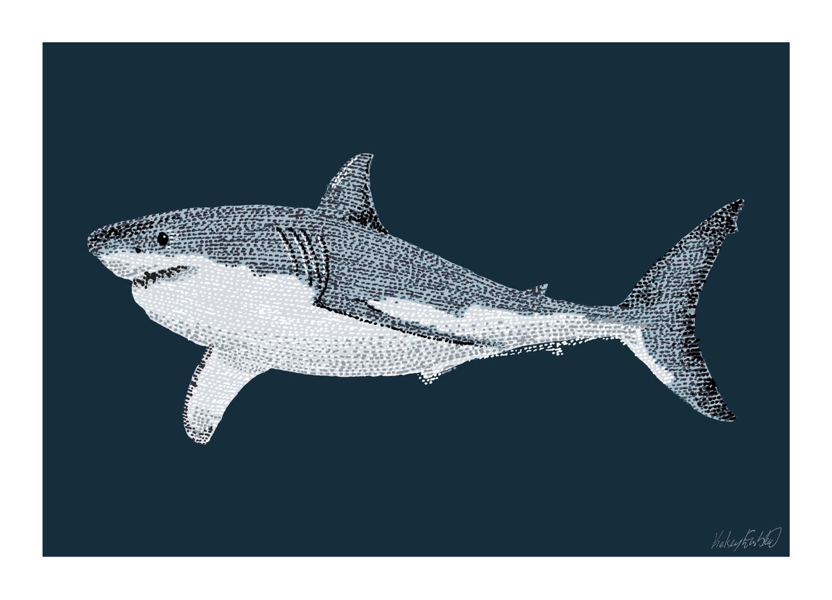 Great White Shark - Stippling Illustration by Kelsey Emblow