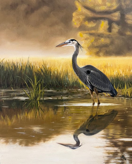 Great Blue Heron on Marsh