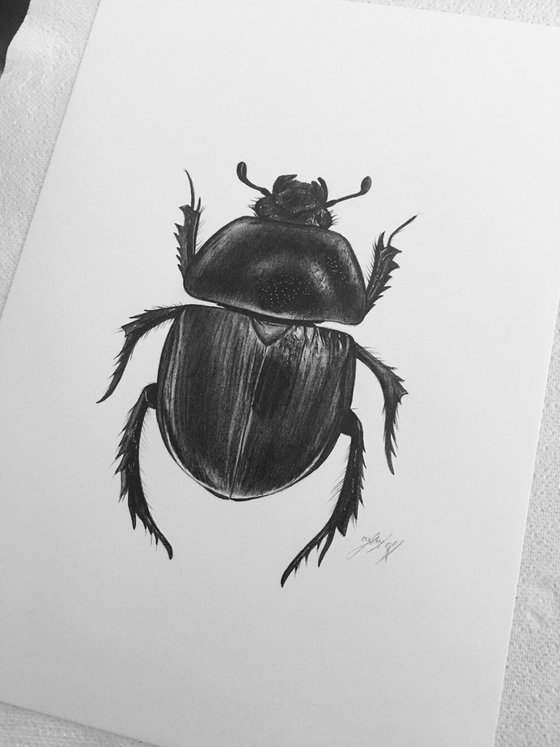 Black beetle