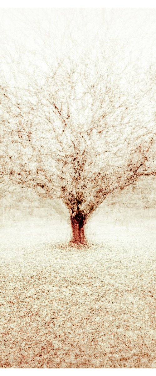 Winter Memory by Nick Psomiadis