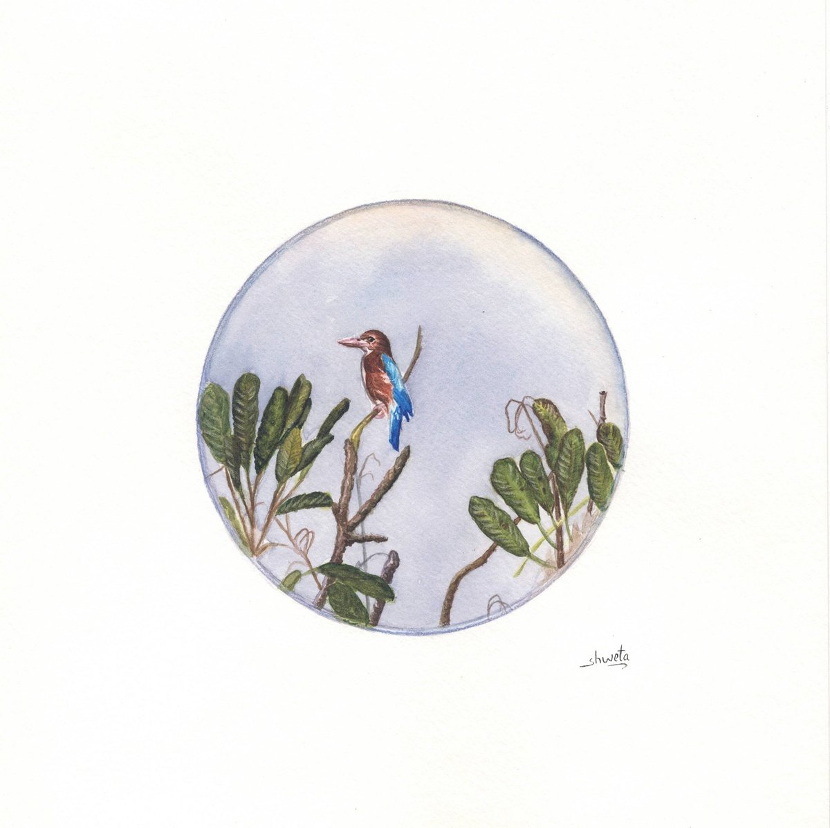 Blue-eared kingfisher watercolour painting by Shweta Mahajan