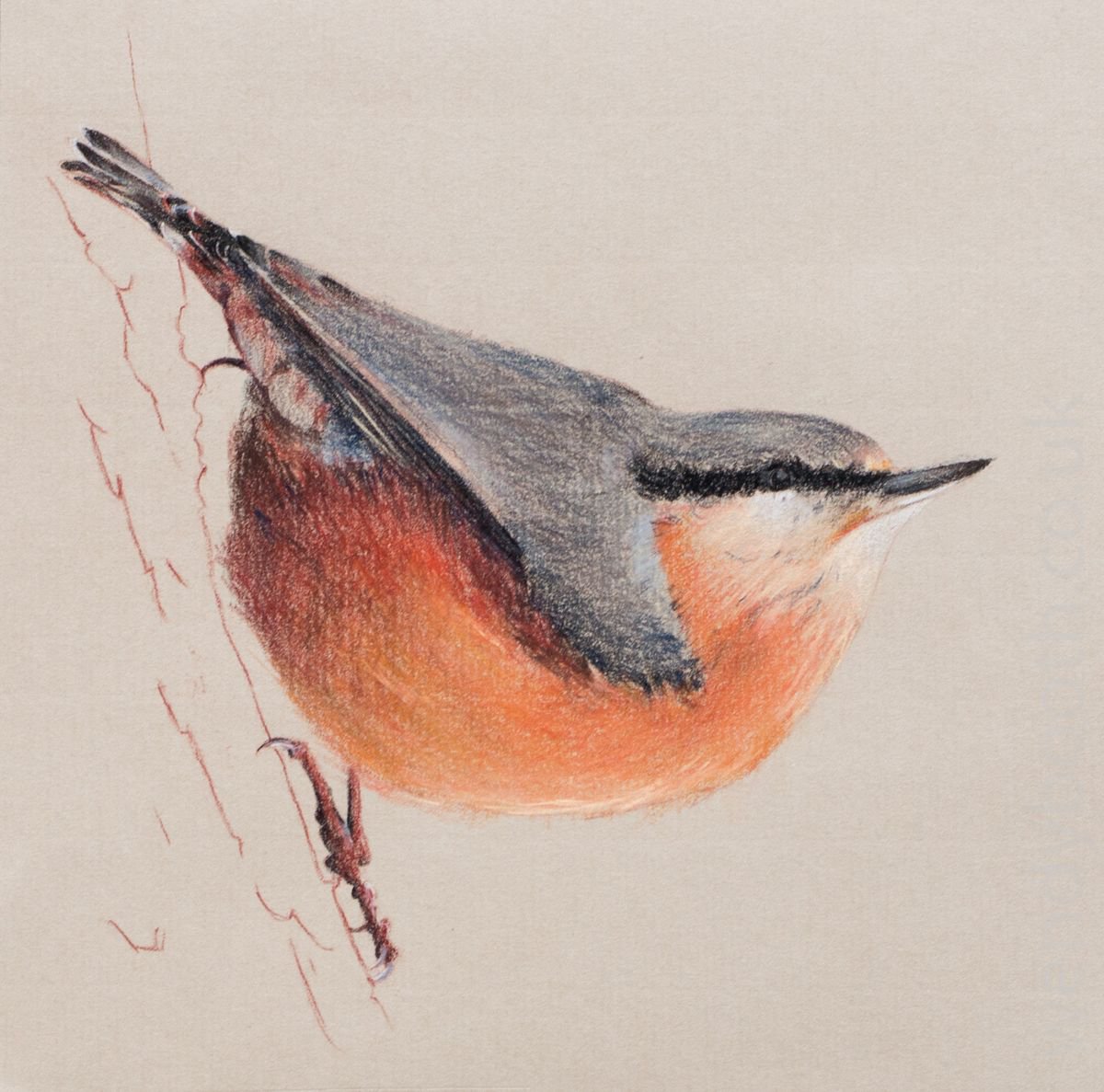 Nuthatch - British Garden Bird by Wendy Booth