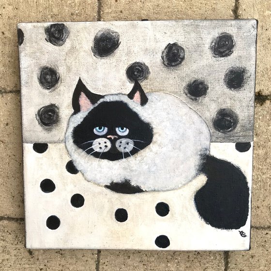 Siamese cat with polka dots