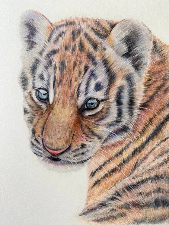 ‘Innocence’ Tiger cub drawing