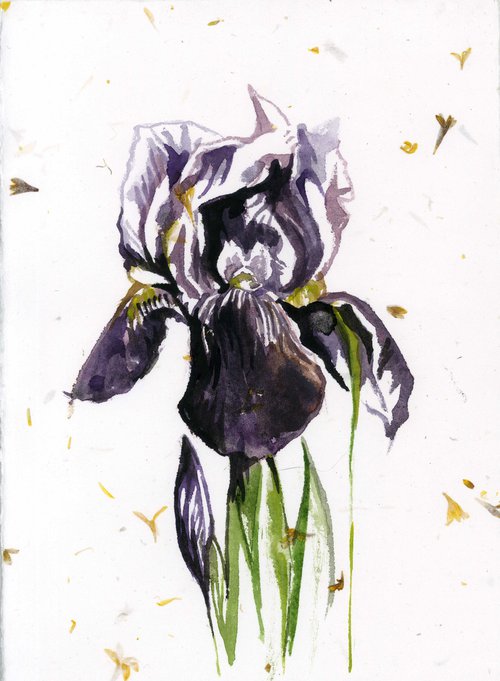 iris watercolor on hand-made paper by Alfred  Ng