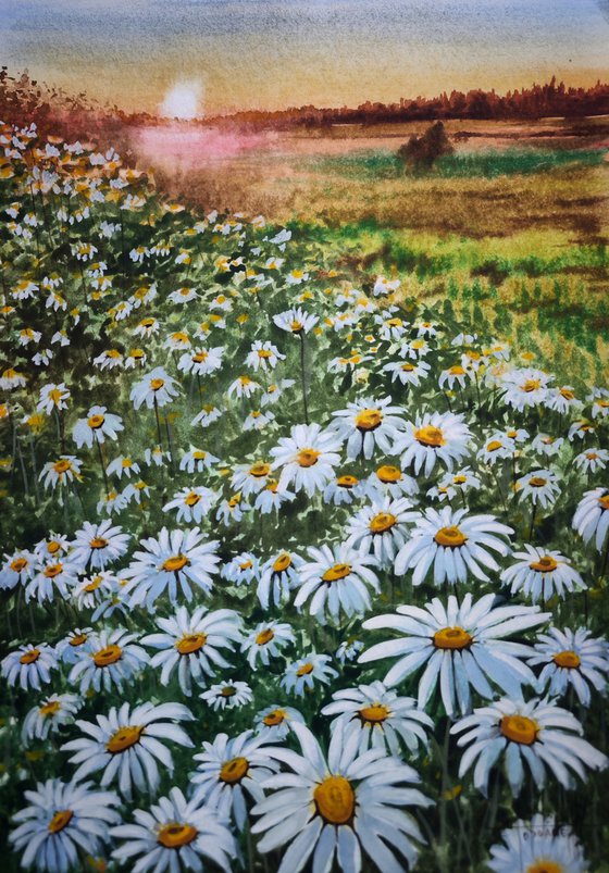 Chamomile field
