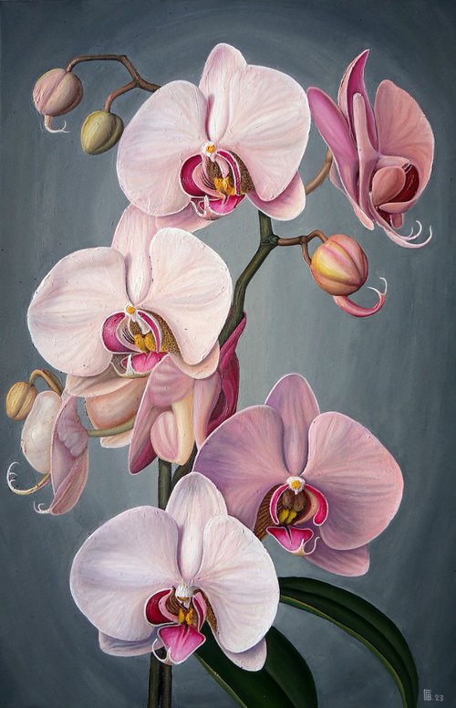 "Orchid" by Grigor Velev