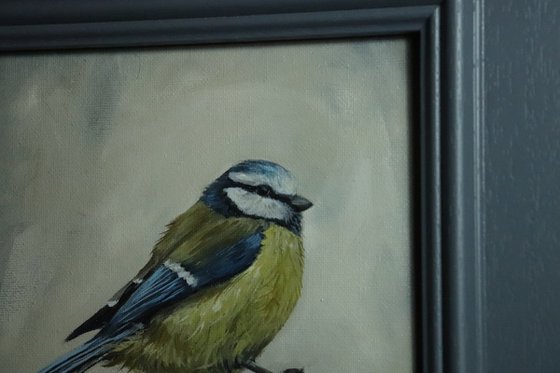 Lockdown's Morning Chorus Series - Blue Tit