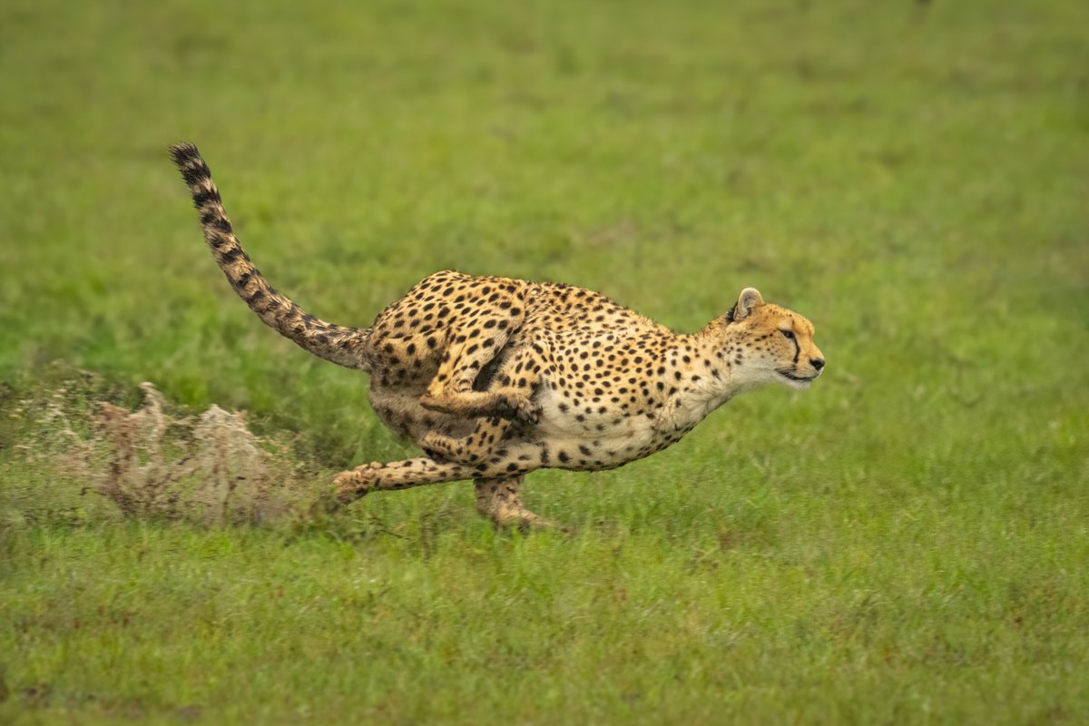 Photorealistic Animal Photograph By Nick Dale, 53 X 38", Wet And Wild, Original Artwork