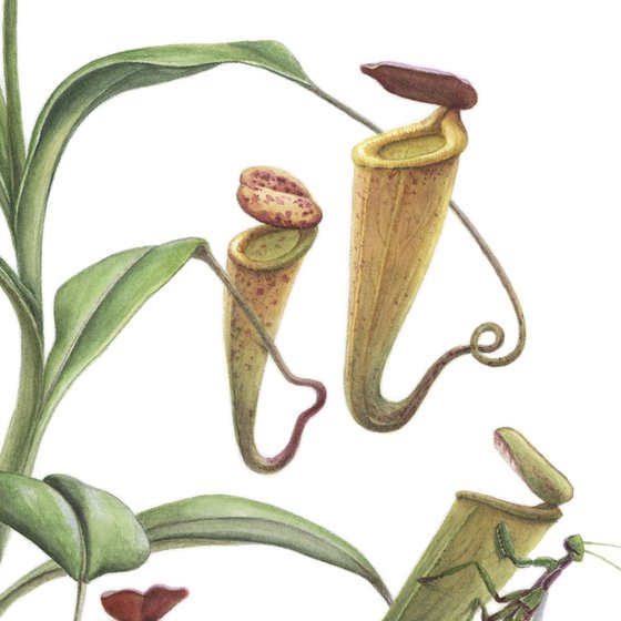 Nepenthes Madagascariensis