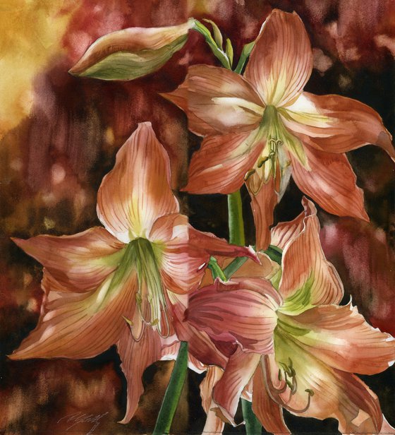 spring amaryllis watercolor floral