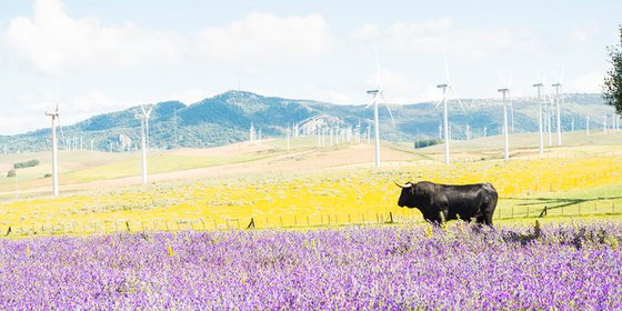 BULL AMONGST FLOWERS / ACRYLIC MOUNTED PRINT