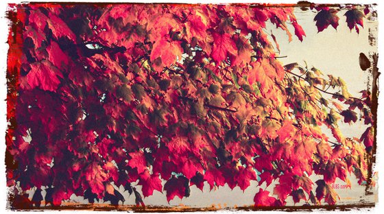 Maple Tree by a Pond