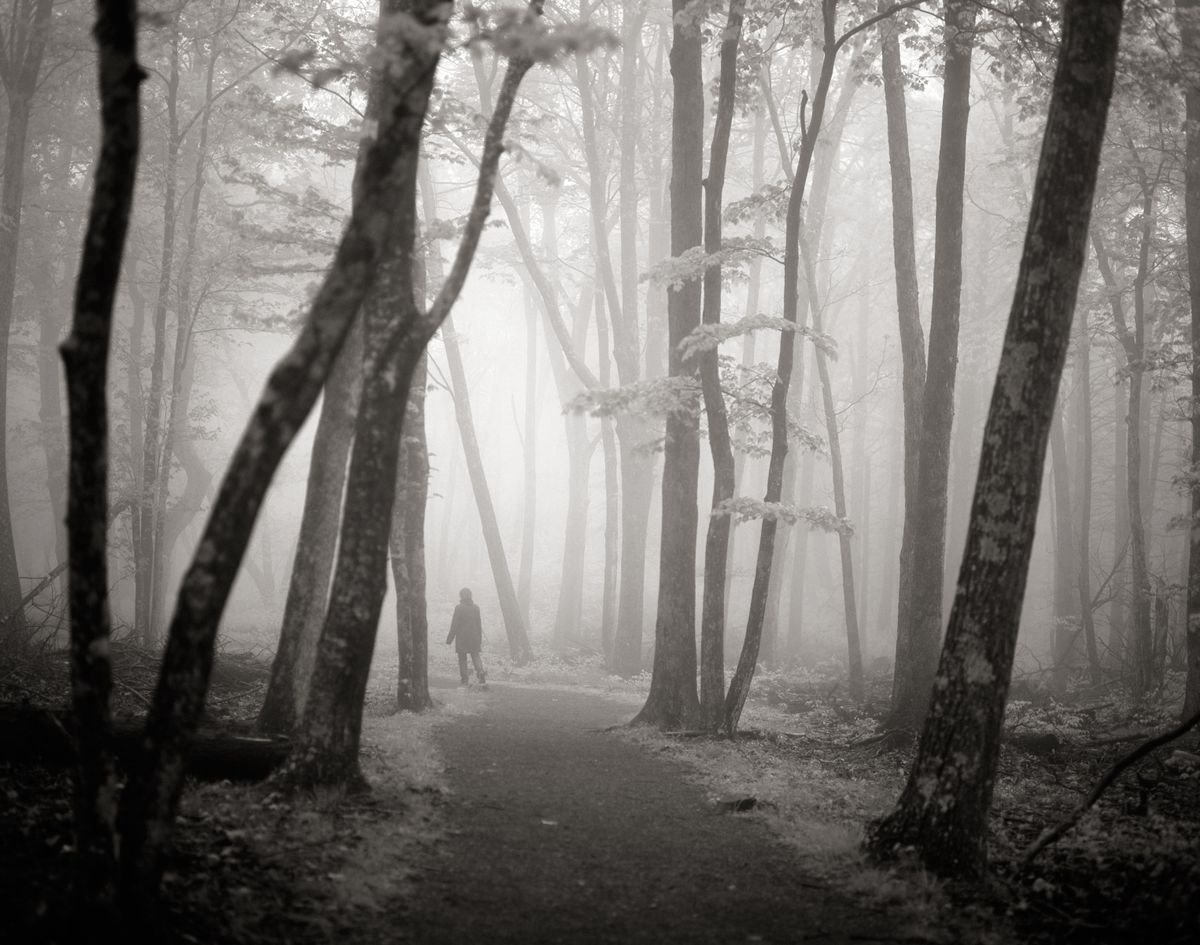 Walking in the Woods by BD Griffith