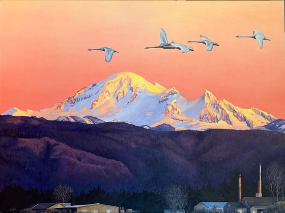 Swans over Mt Baker