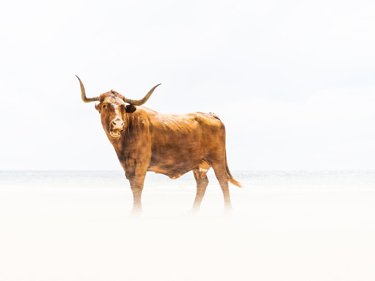 BEACH COWS 1. by Andrew Lever