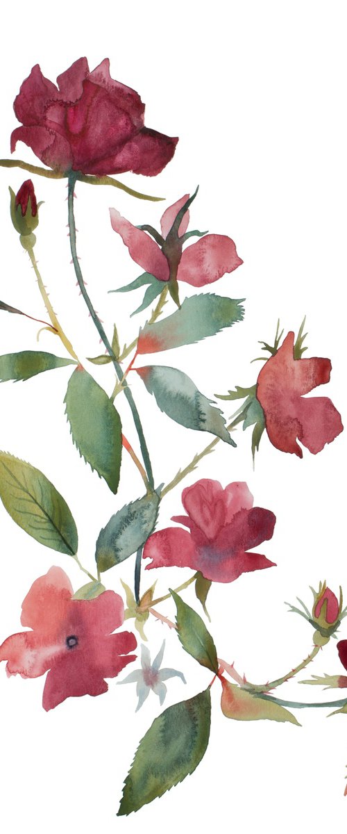 Rose Study No. 86 by Elizabeth Becker