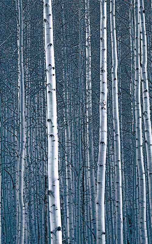 Aspen Blues by Emily Kent