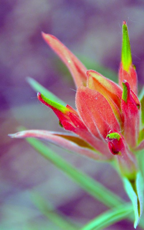 Orange Paintbrush Flower by Brian O'Kelly