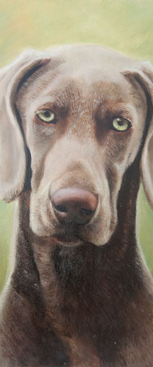 Weimaraner by Norma Beatriz Zaro