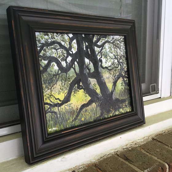 PATRIOT OAK # 2