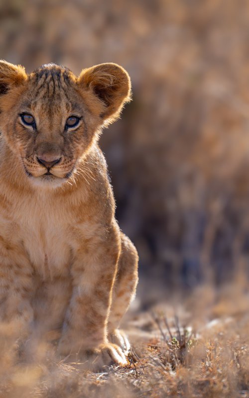Mother's Pride by Nick Dale