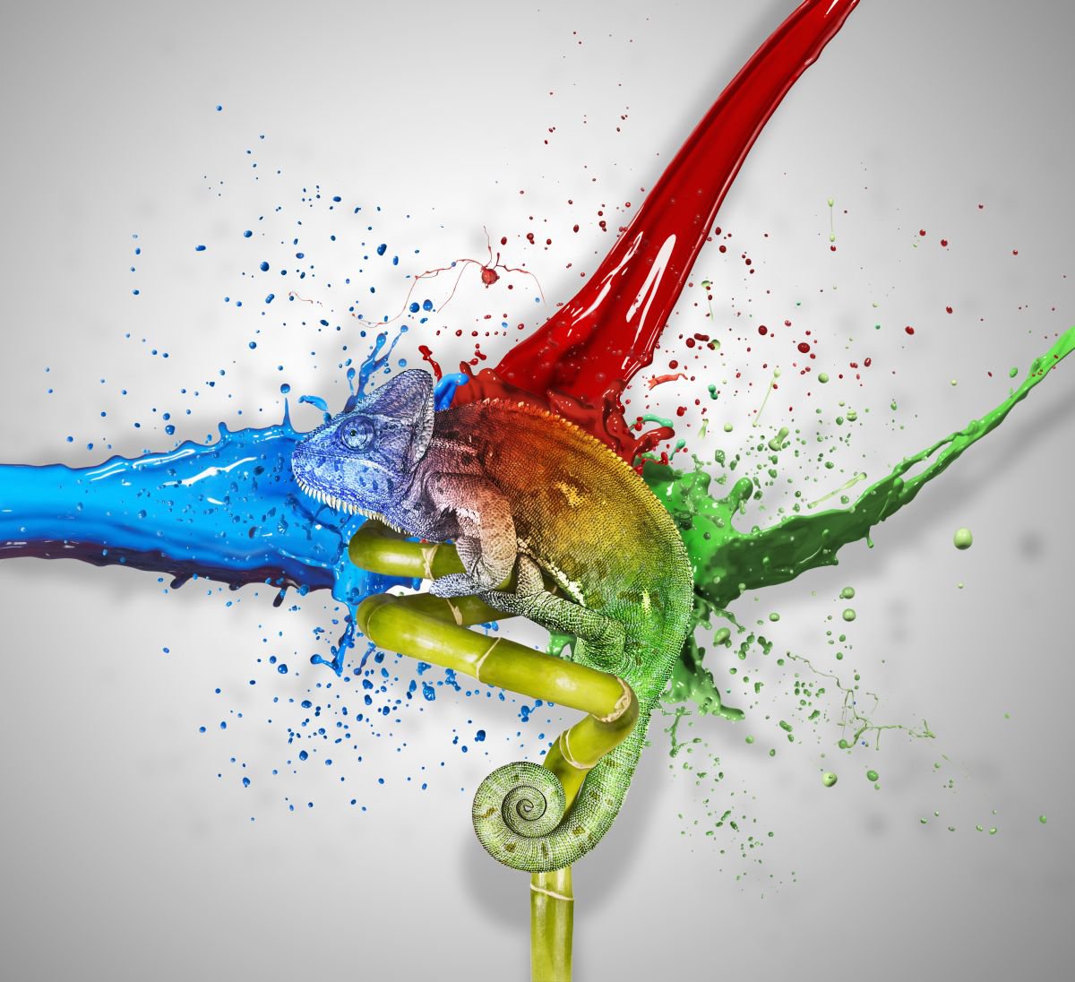 Photorealistic Animal Photograph By Gandee Vasan, 23 X 17, Colour Splash, Original Artwork