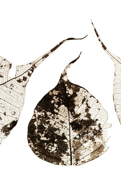 Fallen Leaves #1 by Tal Paz-Fridman