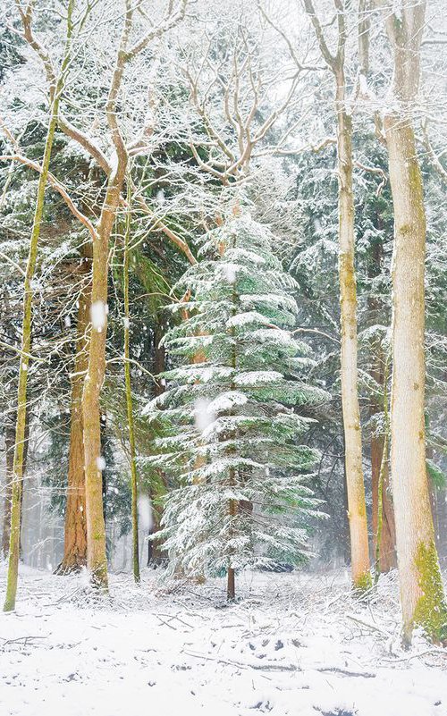 SNOW TREES by Andrew Lever