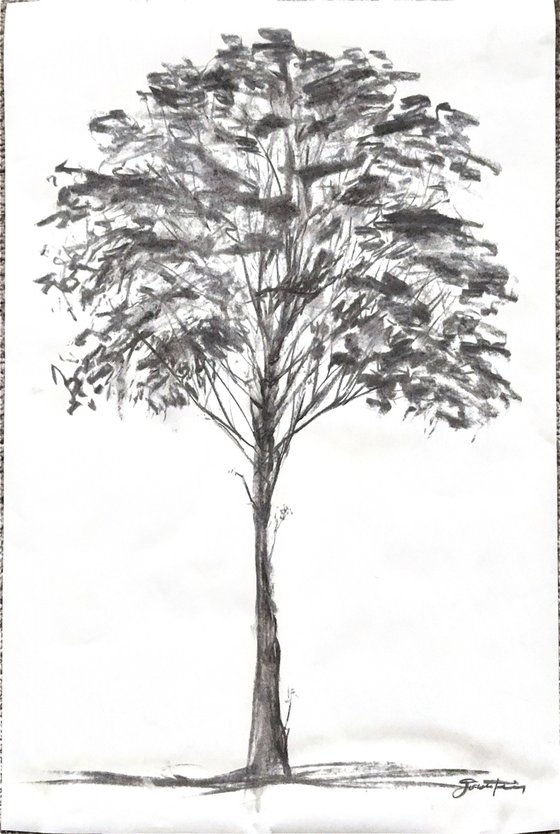 Sketch of Tree