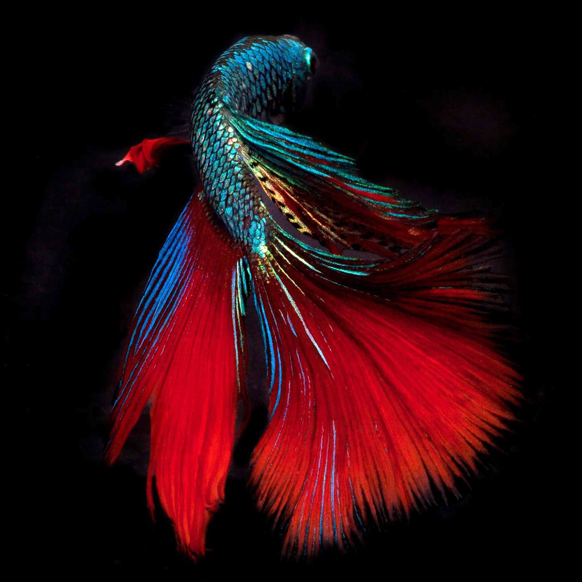 Photorealistic Animal Photograph By Michael Filonow, 26 X 26", Beta 12, Original Artwork