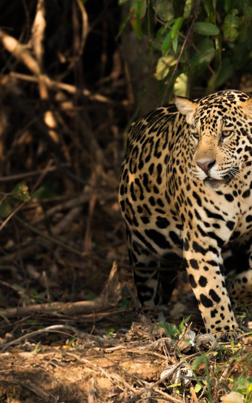 On the Prowl by Nick Dale