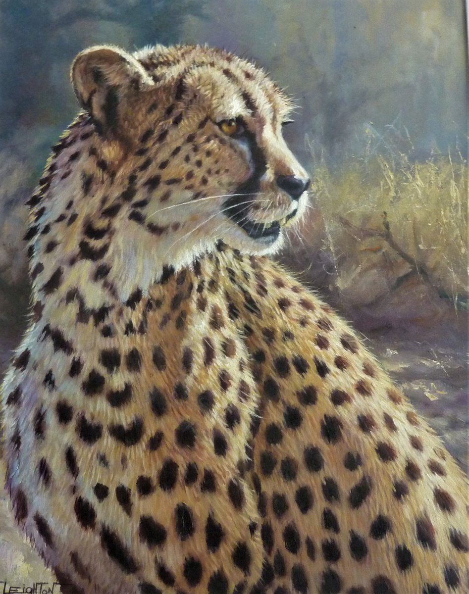 Cheetah by Martin J Leighton