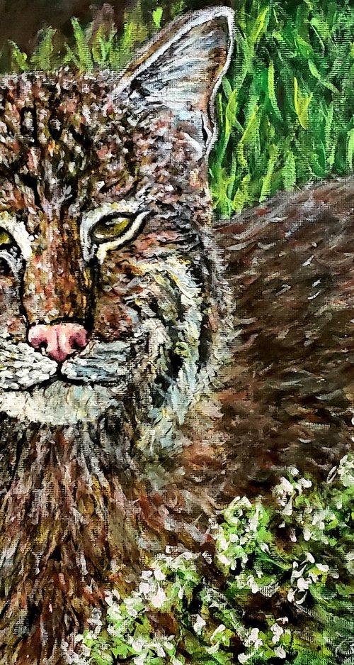 Bobcat by Robbie Potter