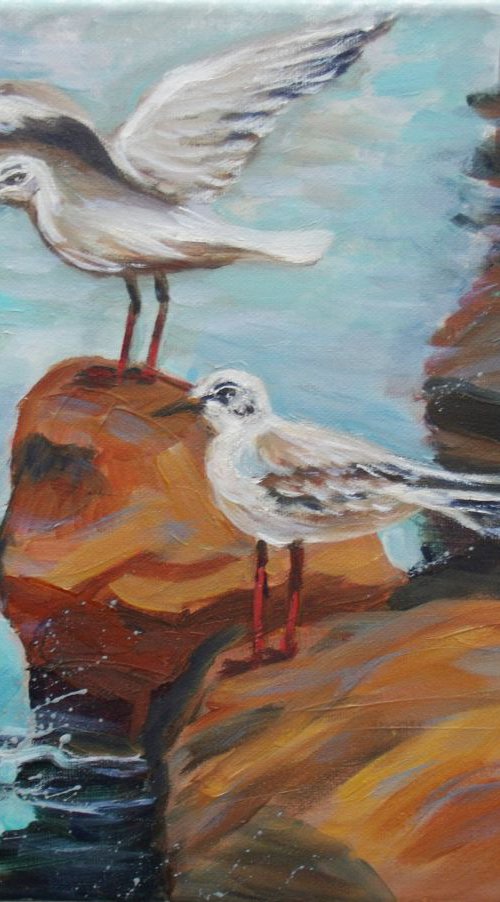 Seagulls on rocks by Elena Sokolova