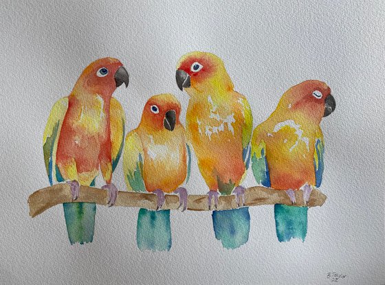 Sun conures