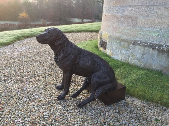 "George" Labrador BR