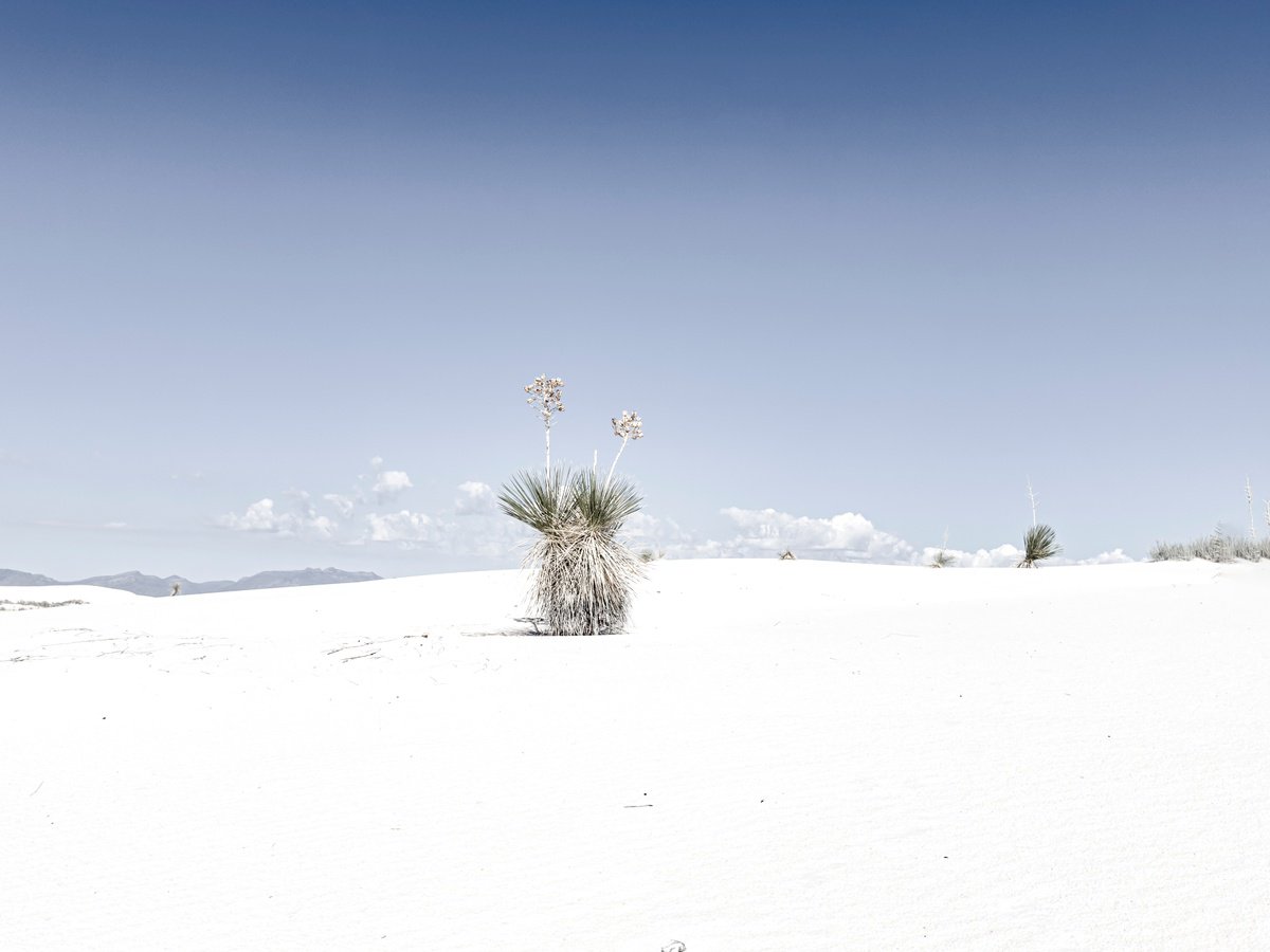 Photorealistic Photograph , Lonely Yucca By John Celeste, 24 X 18, Artwork For Sale On Artfinder