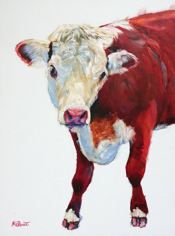 Hereford Bullock 2