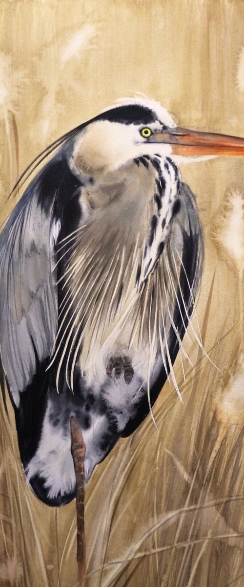 Grey Heron in Reed Bed by Olga Beliaeva Watercolour