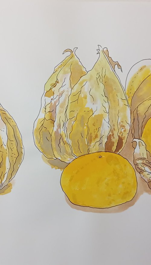 Physalis by Kitty  Cooper