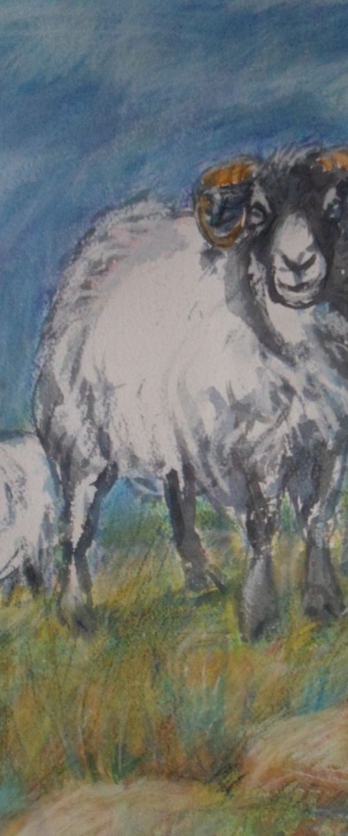 Two shaggy sheep by Jean  Luce