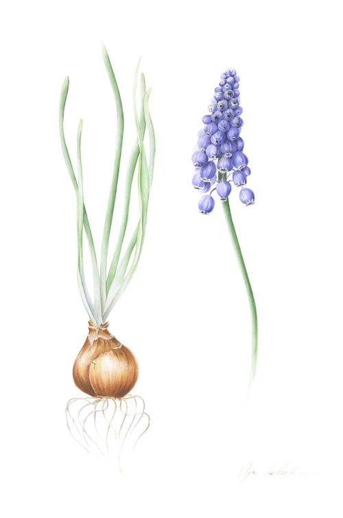 Spring Muscari Armeniacum by Olga Koelsch