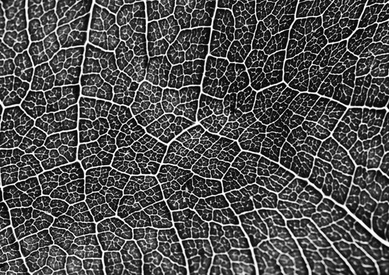 Leaf Veins XXIX [Framed; also available unframed]