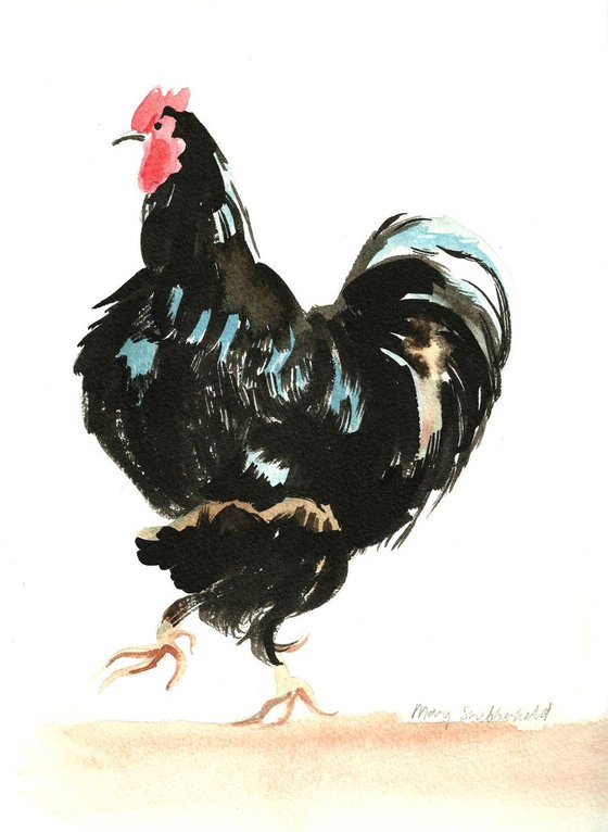 Black rooster strutting